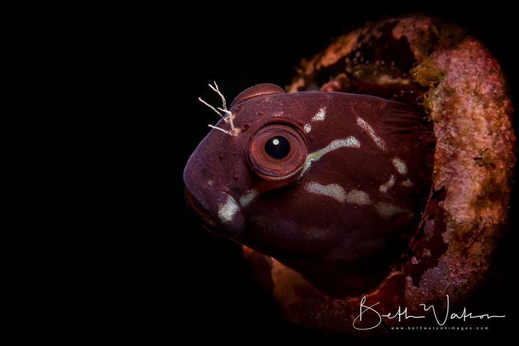 underwater photogrpahy worshop 2019 Asia Divers puerto galera