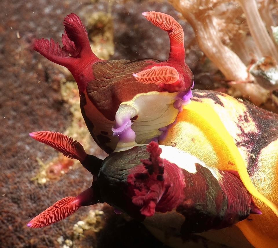 mating nudibranch philippines asia divers