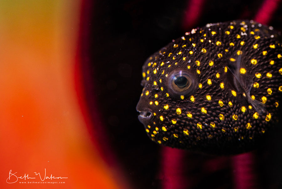 underwater photography workshop asia divers sabanag philippines