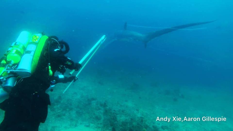 rebreather diver helps tangled thresher shark