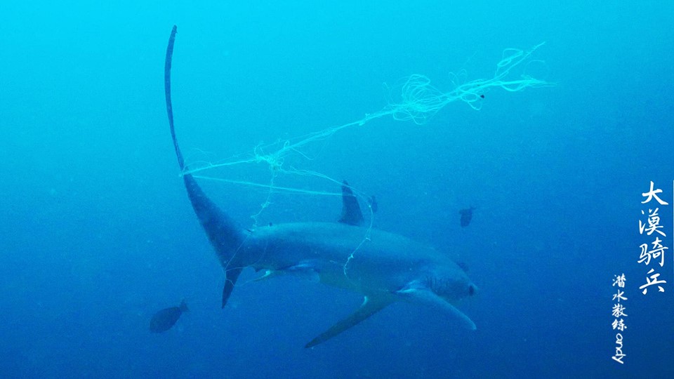 thresher sharks in puerto galera tangled in fishing line