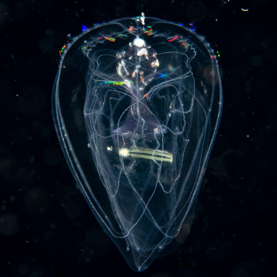 Comb Jellyfish with Larvacean