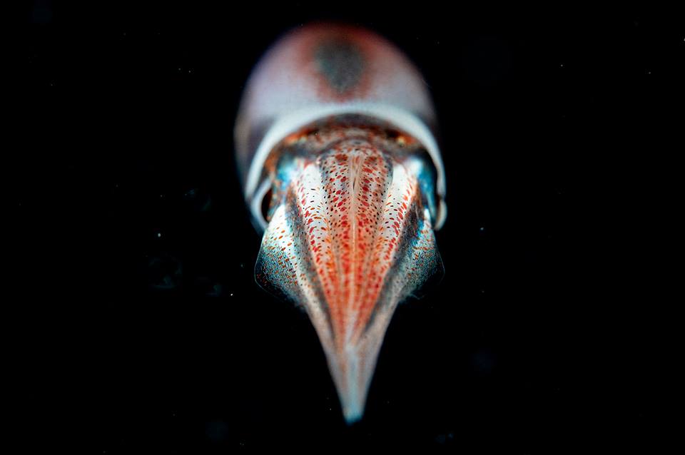 Pelagic squid on blackwater dive