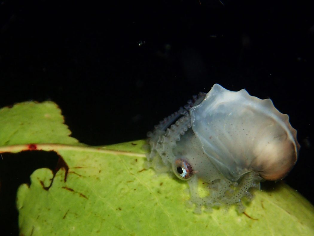 paper nautilus blackwater diving verde island asia divers