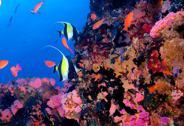 verde island dive site puerto galera philippines