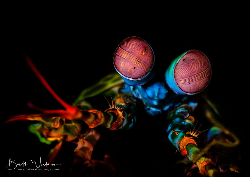 Mantis shrimp