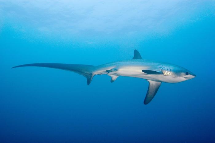 Thresher shark