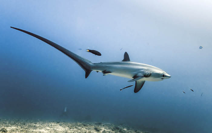 Thresher shark