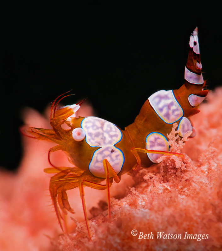 scuba diving philippines Asia Divers