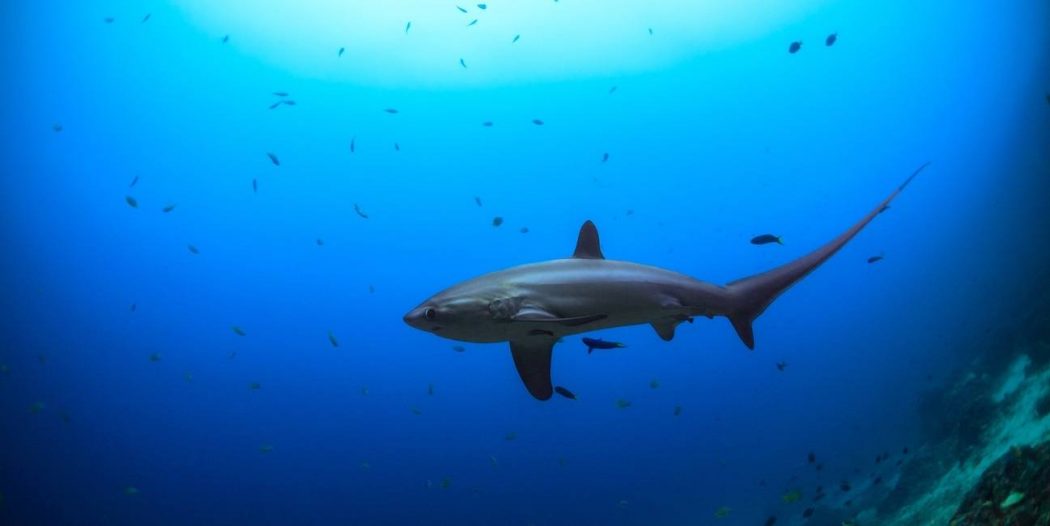 Thresher shark 