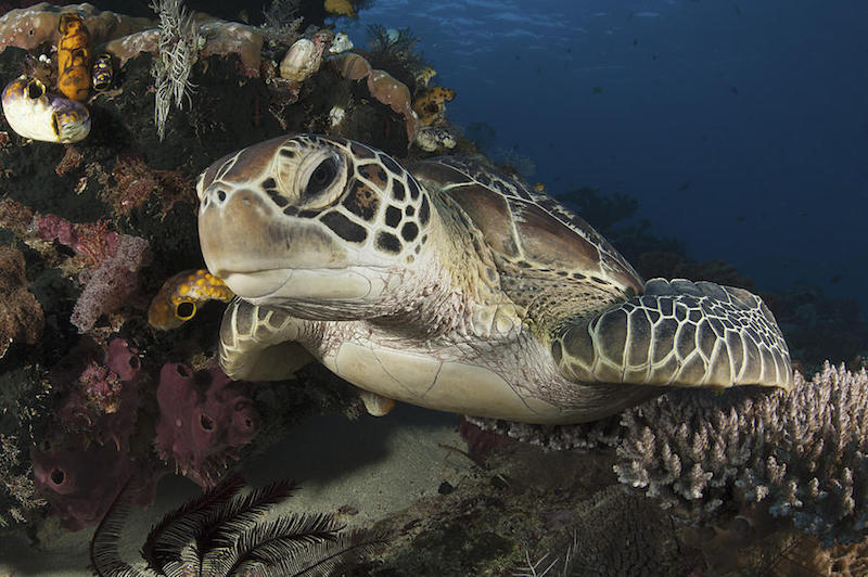 scuba diving philippines