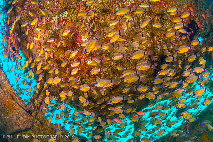 Underwater photography workshop