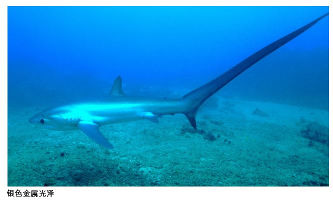 Thresher Shark Diving in Puerto Galera