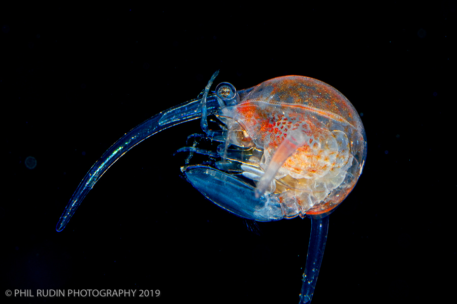 Advantages of Blackwater Diving in The Philippines