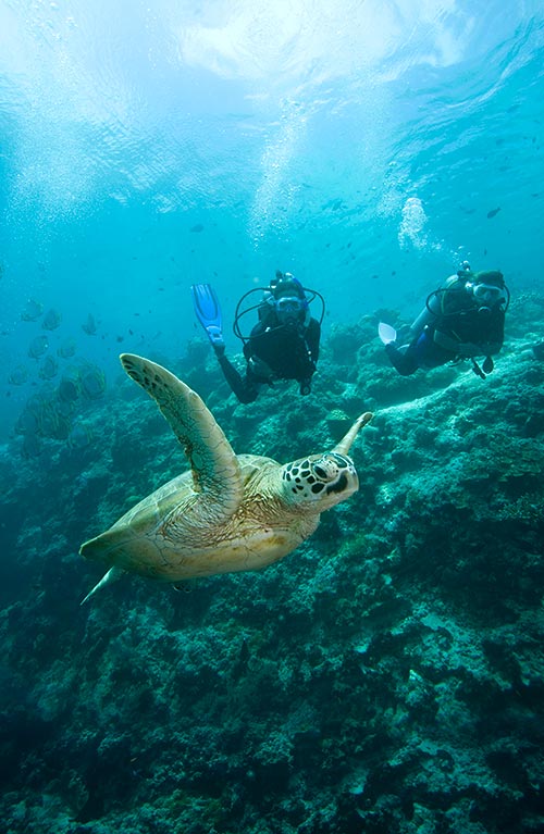padi scuba diving puerto galera el galleon resort