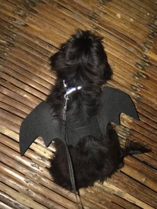 halloween asia divers puerto galera dog costume