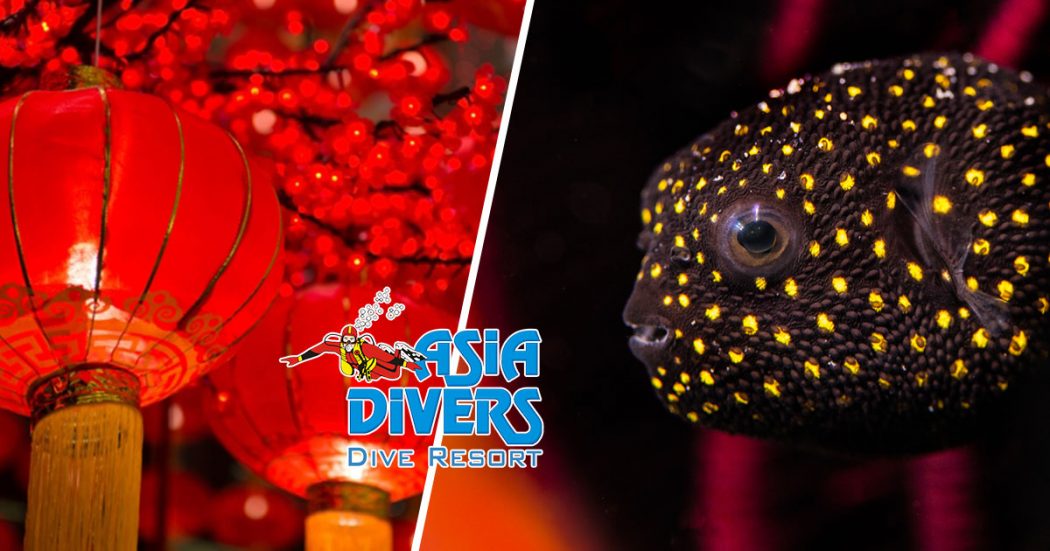 asia divers sabang puerto galera blog photography workshop chinese new year