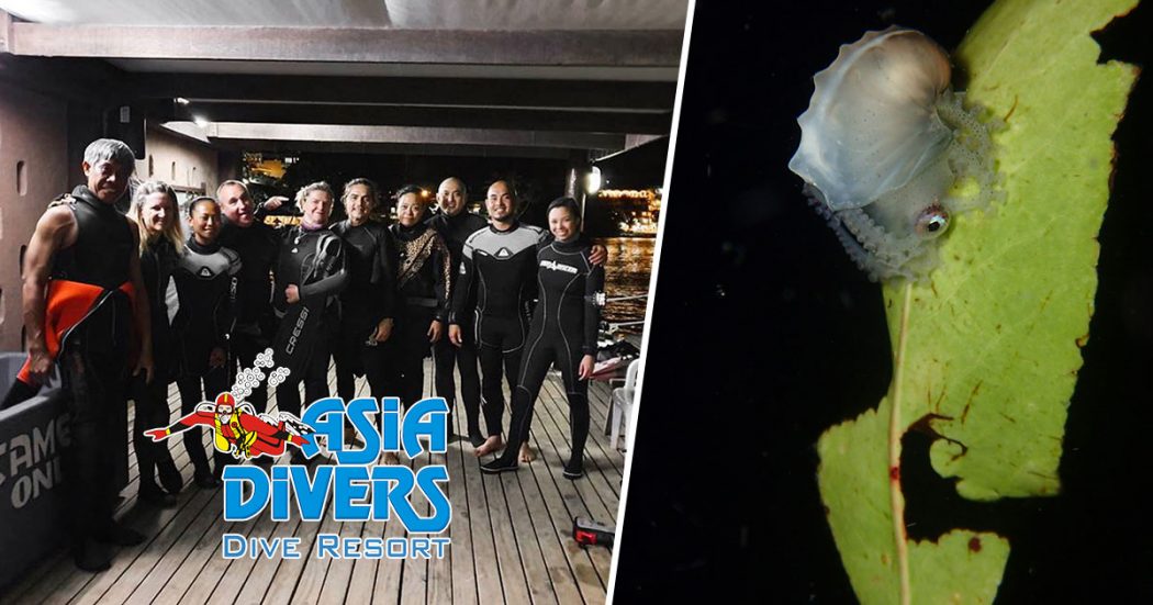 blackwater diving verde island puerto galera philippines