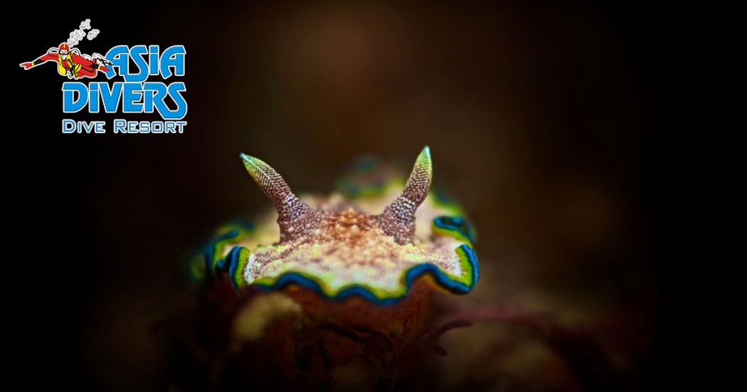 underwater photography at asia divers puerto galera philippines