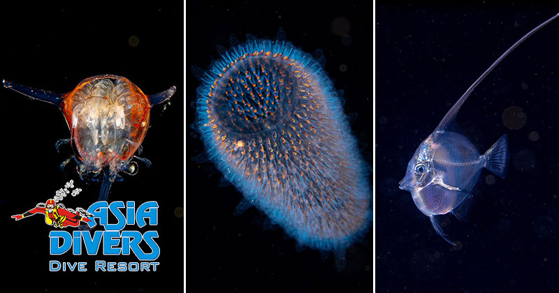 blackwater diving in puerto galera asia divers