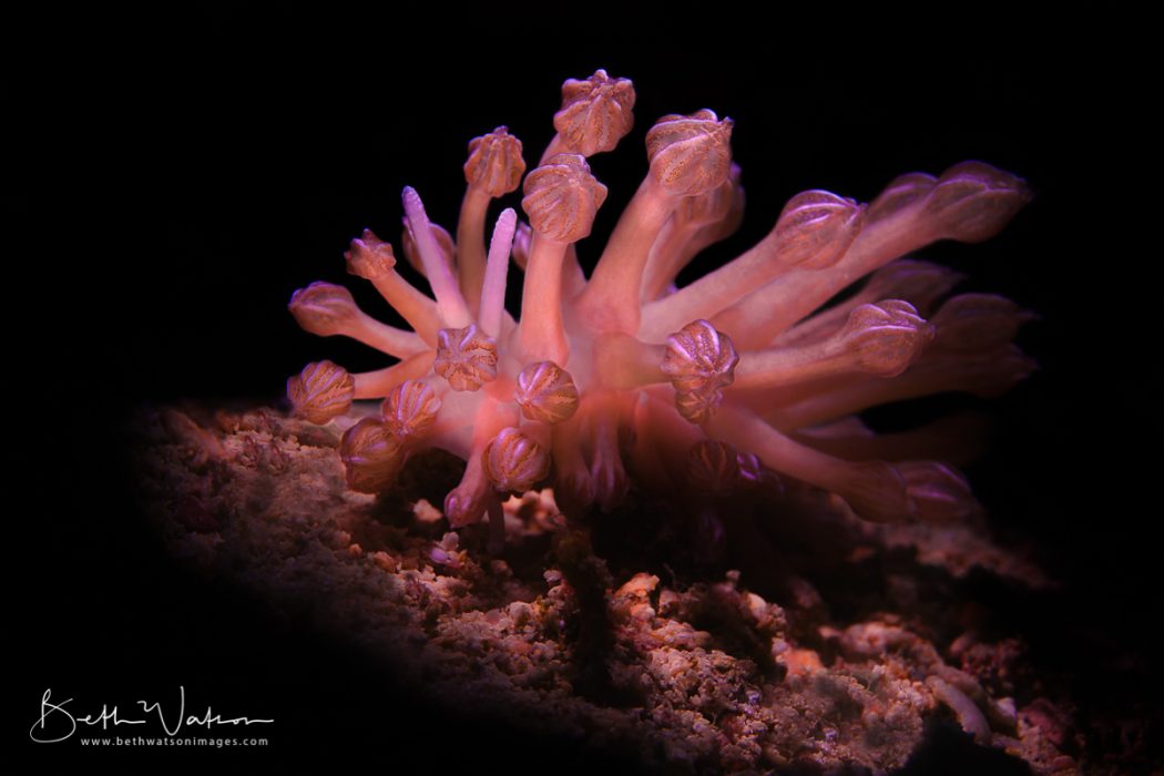 blackwater diving puerto galera