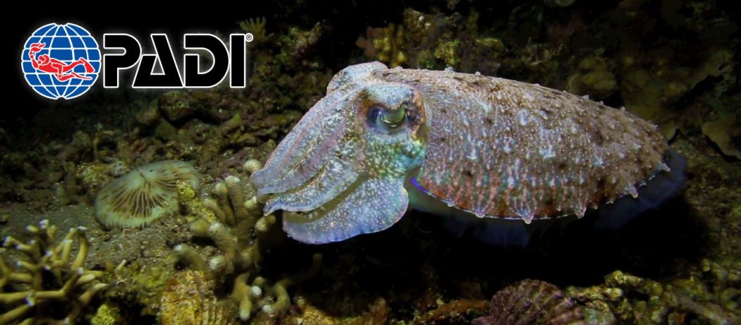 padi night diver course asia divers puerto galera