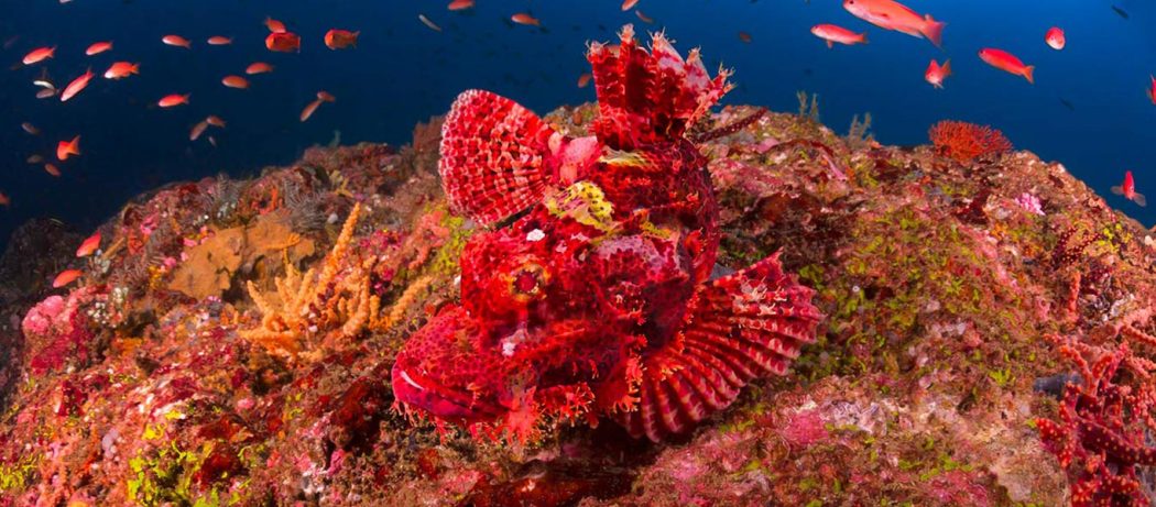 padi underwater naturalist course puerto galera