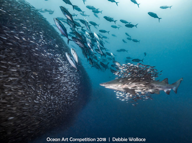 ocean art underwater photography winners 2018