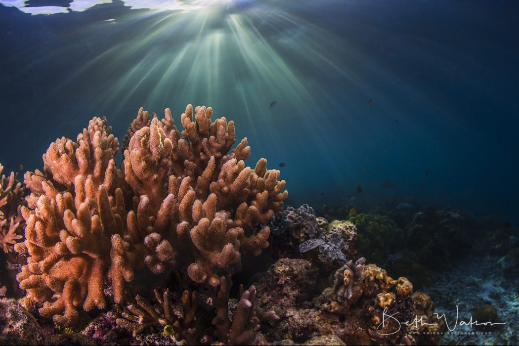 underwater photography workshop puerto galera asia divers