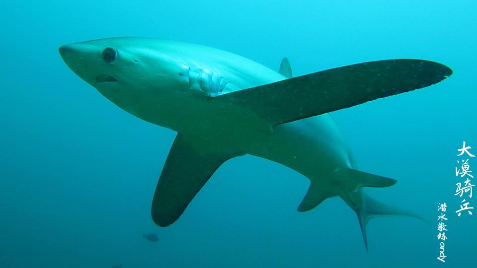 Thresher Sharks in Puerto Galera