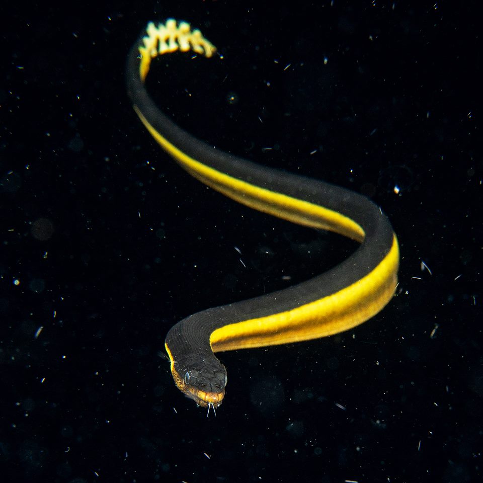 Pelagic sea snake blackwater diving