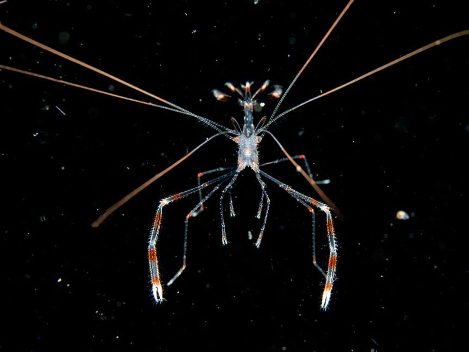 blackwater diving larval cleaner shrimp puerto galera