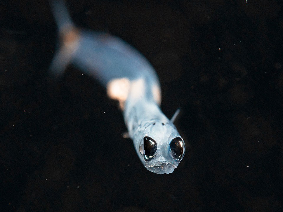 blackwater diving larval lizard fish puerto galera