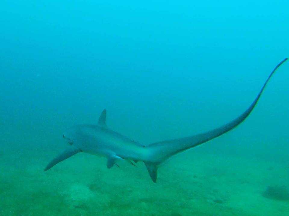 thresher shark puerto galera asia divers