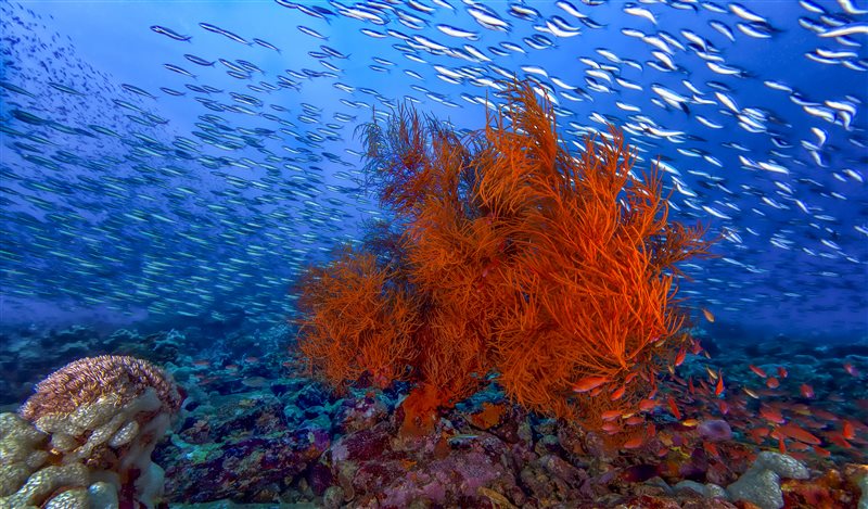 Dive in Puerto Galera at Asia Divers