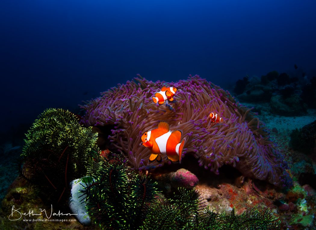 Puerto Galera Underwater