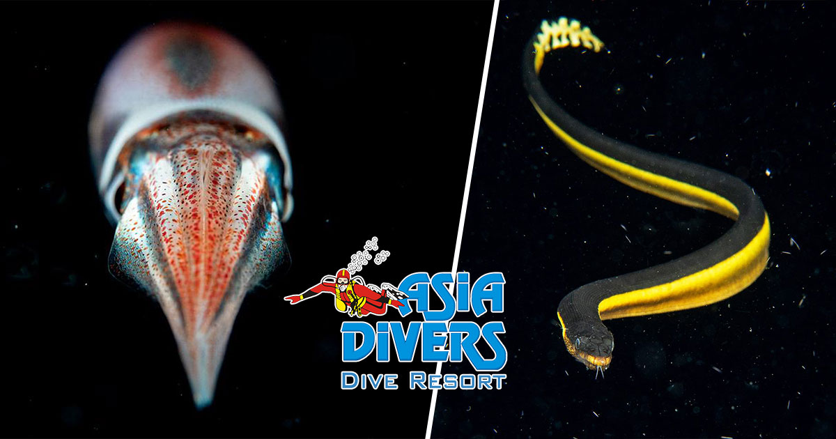 The Blackwater Diving adventures continue!