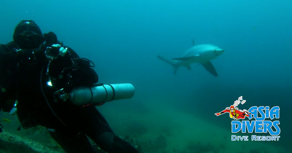 Diving with Thresher Sharks in Puerto Galera – Video