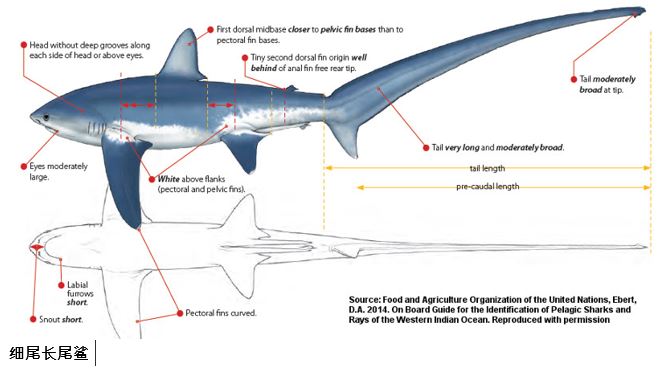 看了这么久长尾鲨，你真的懂它吗？