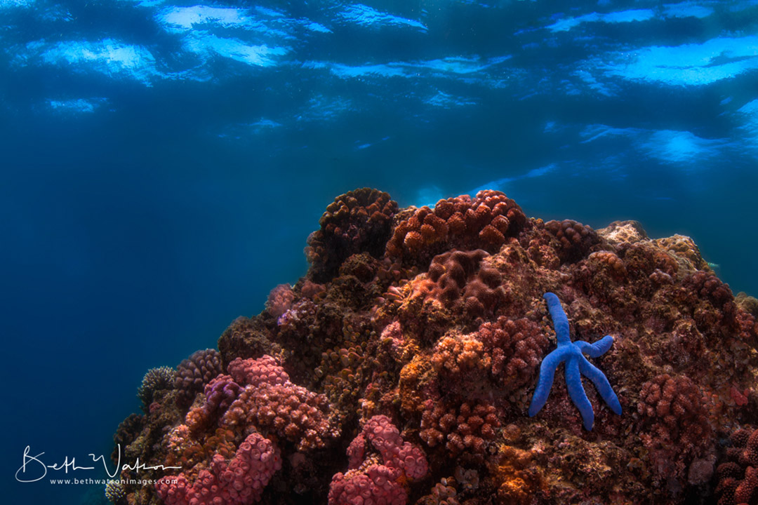 scuba diving puerto galera - coral triangle