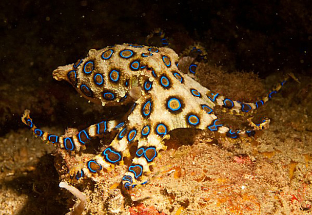 Blue Ring Octopus by Stewart Clarke