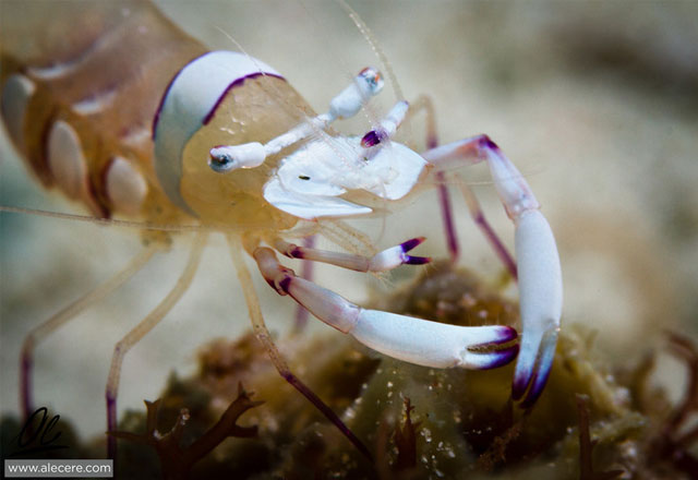 Commensal Shrimp shifting through algae by Alessandro Cere