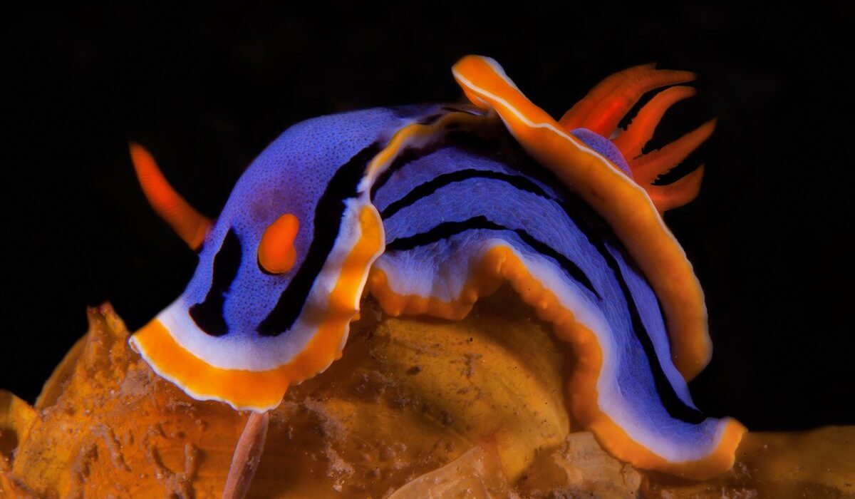 Nudibranch by Beth Watson