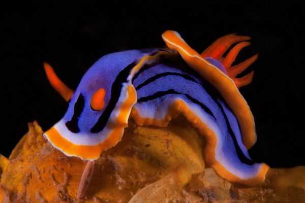Nudibranch by Beth Watson