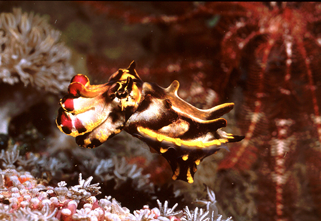 Flamboyant Cuttlefish by Harald Krueger
