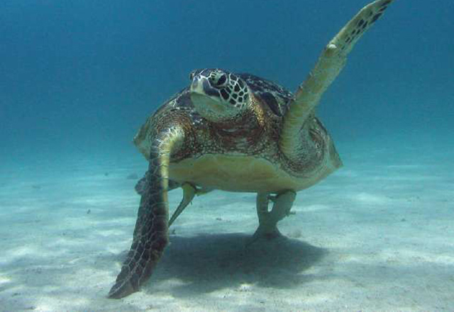 Green Sea Turtle by Roger Burston