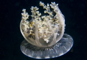 Jellyfish by Chuck Dreyfus