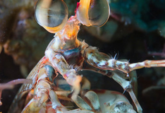 Mantis Shrimp by Alessandro Cere