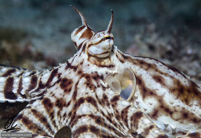 Mimic Octopus by Alessandro Cere