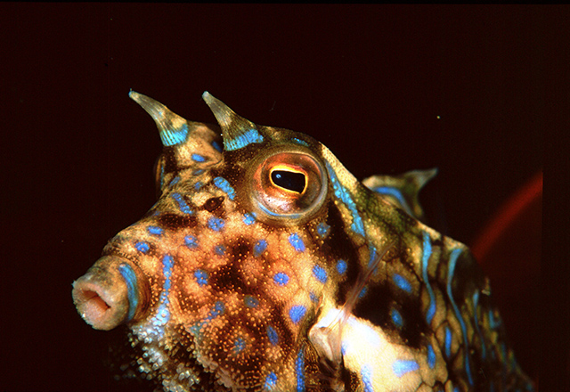 Thorny Back Cow Fish by Harald Krueger